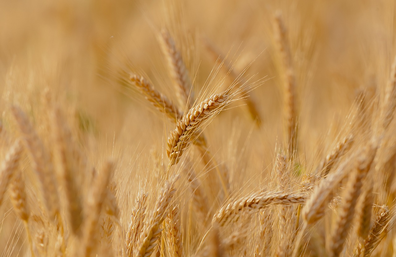 wheat-3241114_1280